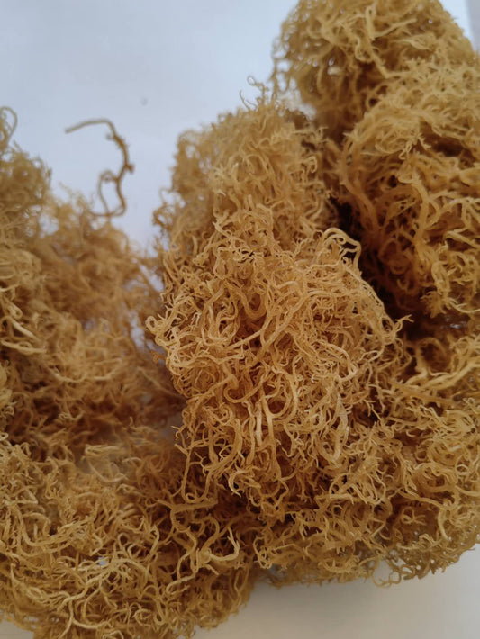 20lb Premium Gold Sea Moss